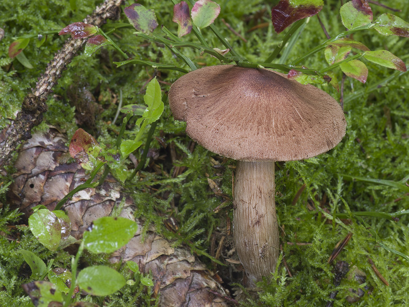 Cortinarius ectypus